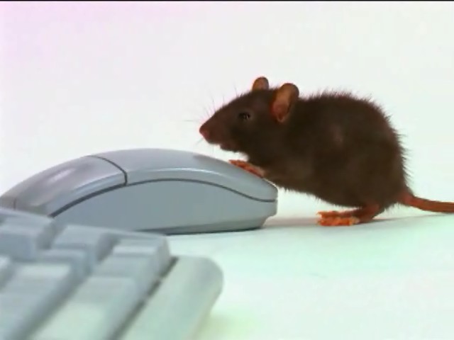 mouse_computer.jpg