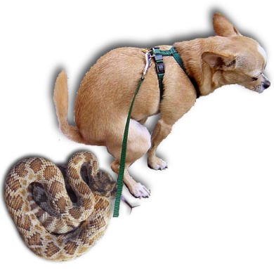 chihuahua_snake.jpg