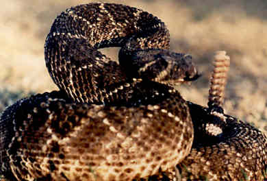 rattlesnake2.jpg