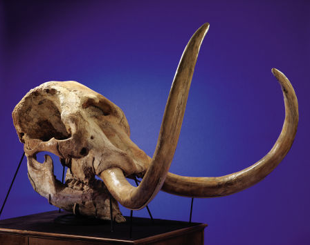 mastodon.png