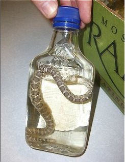 snakevodka.jpg
