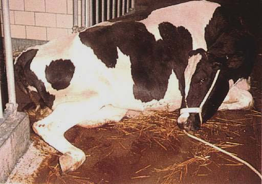 downer-cow downer-cow