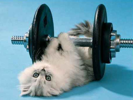 Muscle Meow