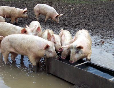 pig_trough