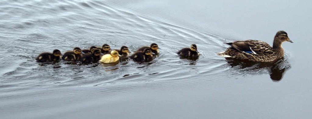 ducks