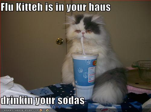 funny-pictures-sick-cat-drinks-soda