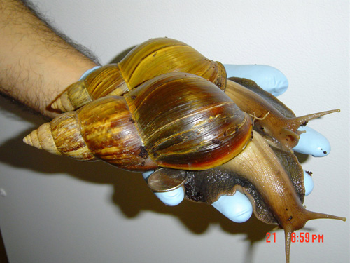 Snails! Snails!