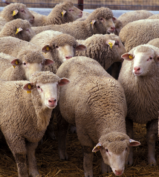 Flock_of_sheep