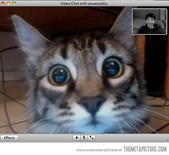 funny-cat-webcam-face